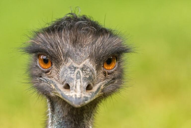 Emu w Australii: Jakie rozmiary osiągają te niezwykłe ptaki?