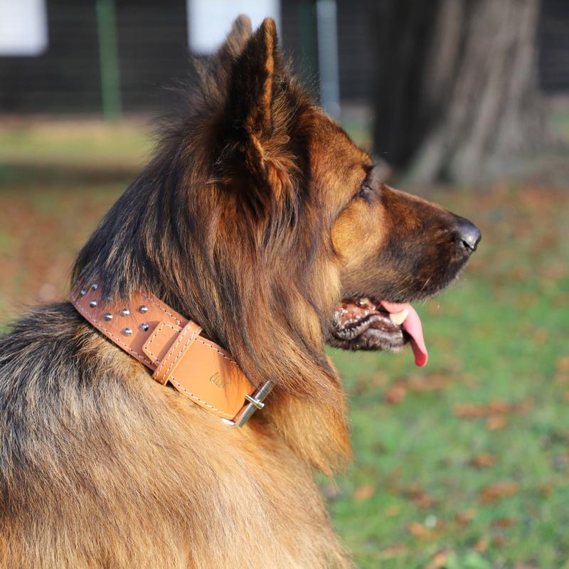 Czynniki wyboru obroży dla owczarka niemieckiego