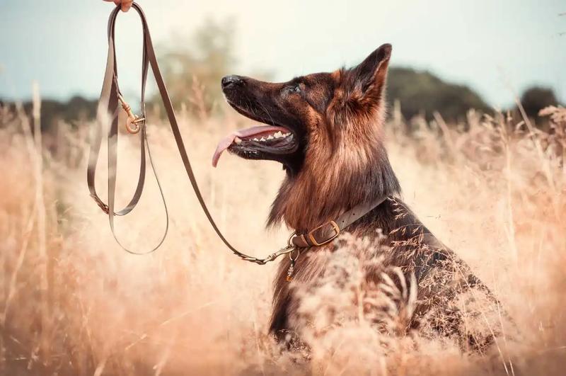 Dobór rozmiaru obroży dla owczarka niemieckiego