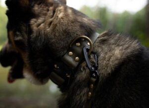 Przewodnik po dobrym dopasowaniu: Jaki rozmiar obroży będzie idealny dla owczarka niemieckiego?